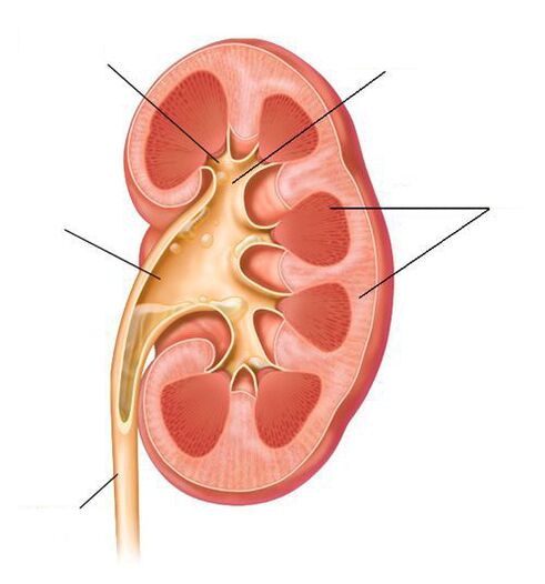 ostre odmiedniczkowe zapalenie nerek jako powikłanie zapalenia pęcherza moczowego